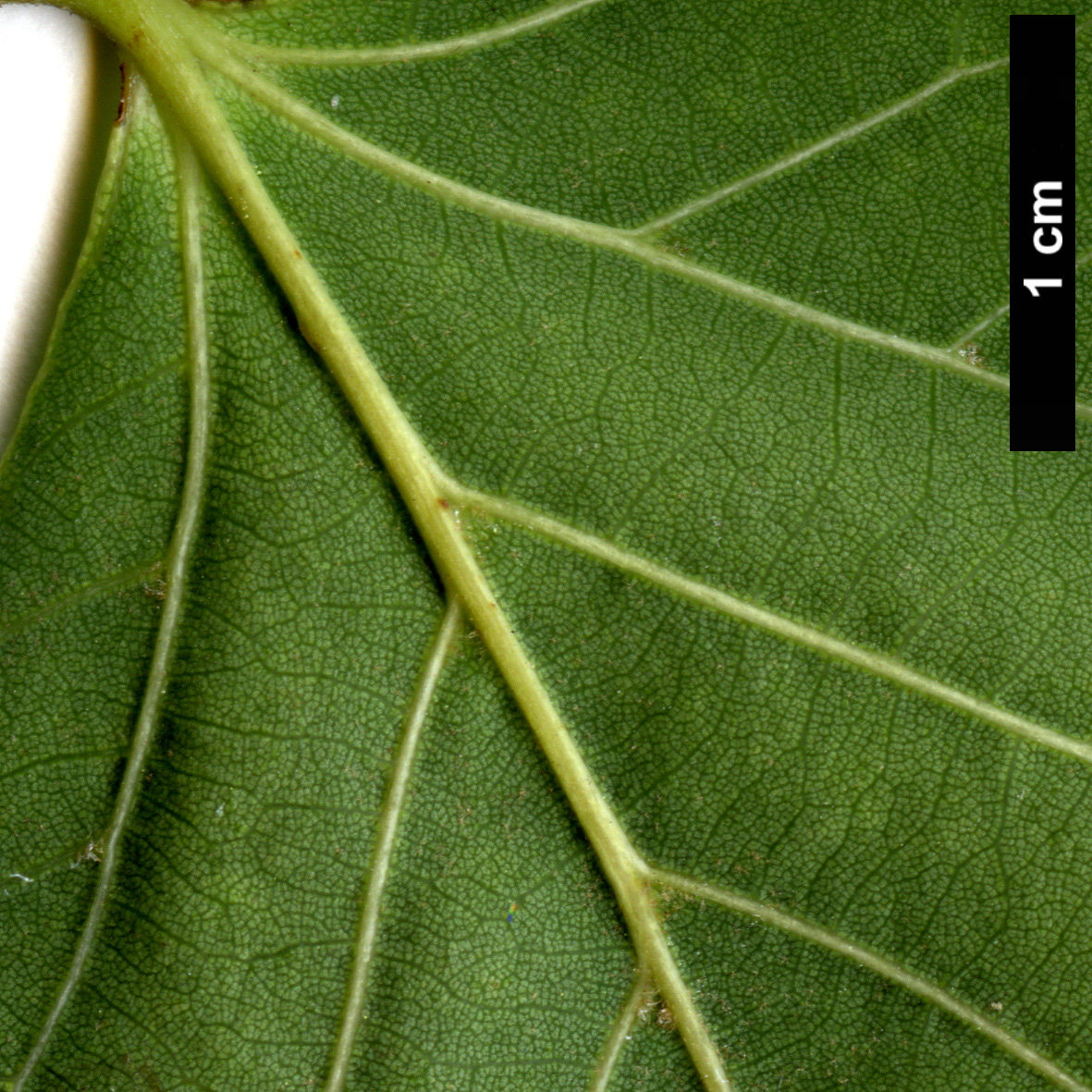 High resolution image: Family: Malvaceae - Genus: Tilia - Taxon: henryana - SpeciesSub: var. subglabra High resolution image: Family: Malvaceae - Genus: Tilia - Taxon: henryana - SpeciesSub: var. subglabra